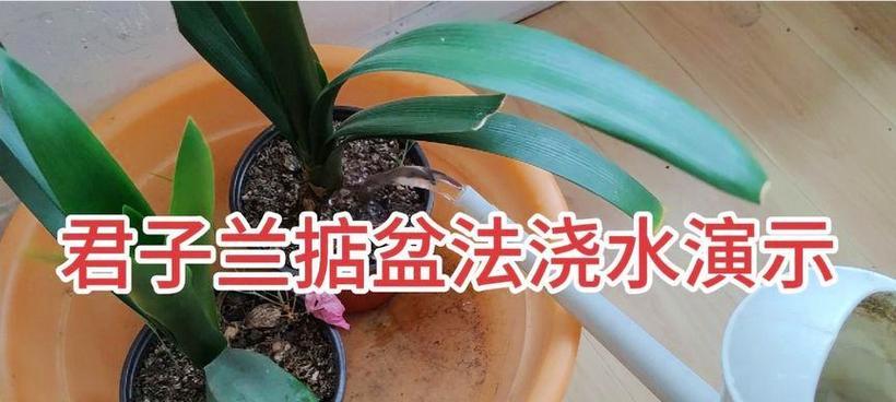 整盆君子兰的养护与浇水技巧是什么？