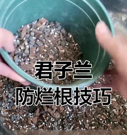 君子兰干透后浇水导致烂根的处理方法？