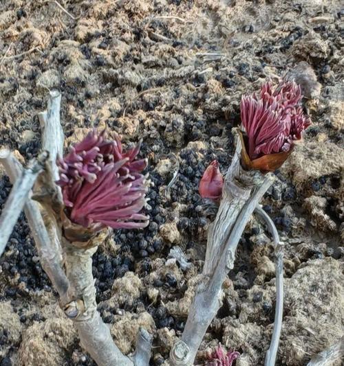牡丹花何时开始形成花苞？出现异常情况怎么办？