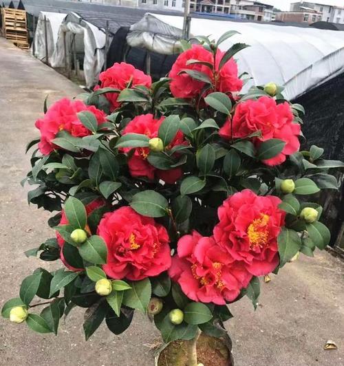 牡丹花何时开始形成花苞？出现异常情况怎么办？