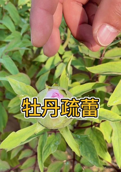 牡丹花何时开始形成花苞？出现异常情况怎么办？