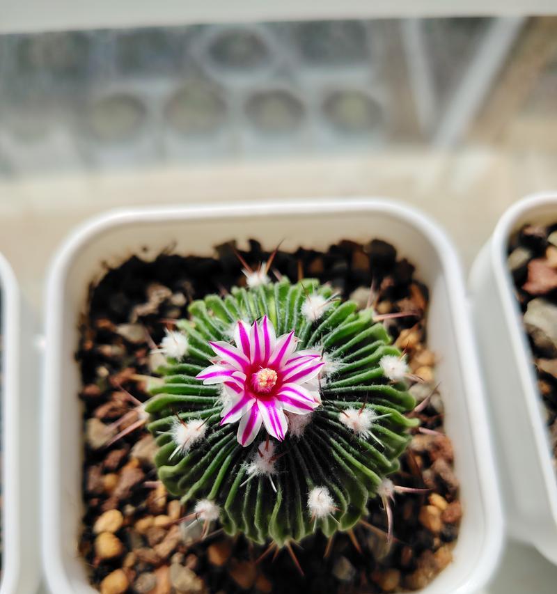 仙人球开花却不是花？这是什么原因？