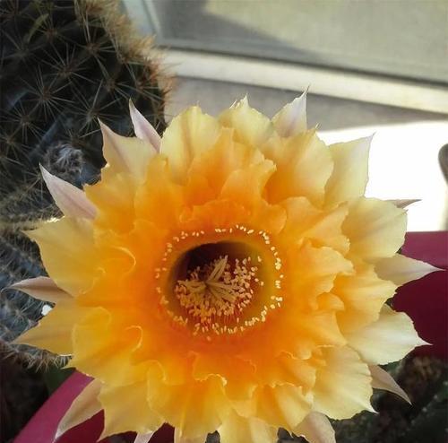 仙人球开花却不是花？这是什么原因？