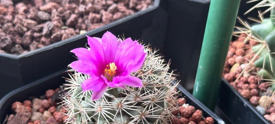 仙人球开花却不是花？这是什么原因？