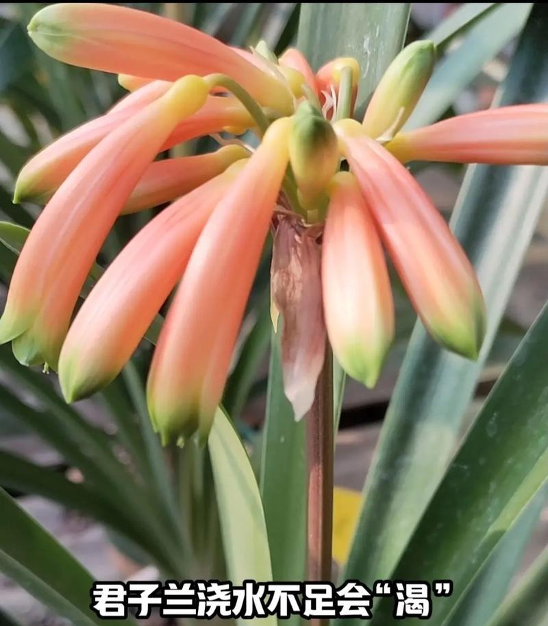 盆栽鲜花开花君子兰的浇水技巧是什么？