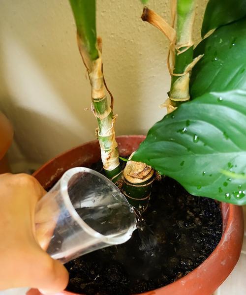 盆栽鲜花开花君子兰的浇水技巧是什么？