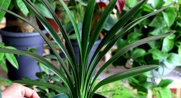 盆栽鲜花开花君子兰的浇水技巧是什么？