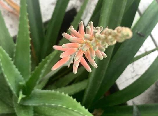 君子兰龙舌芦荟的养护与管理方法是什么？