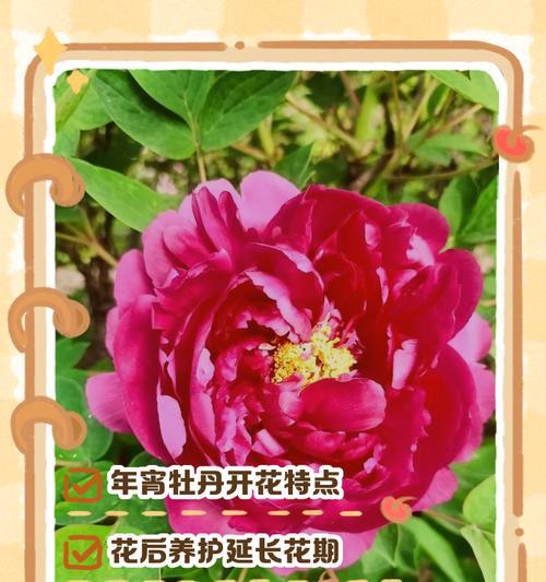 牡丹花通常开几层花？正确的养护方法是什么？