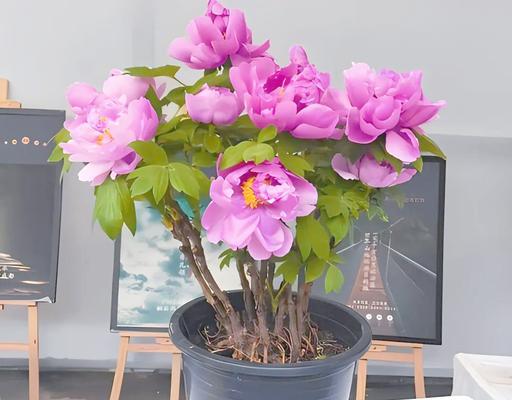牡丹花通常开几层花？正确的养护方法是什么？