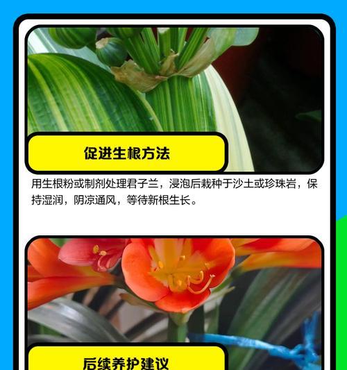 君子兰根部健康但叶子软化是什么原因？