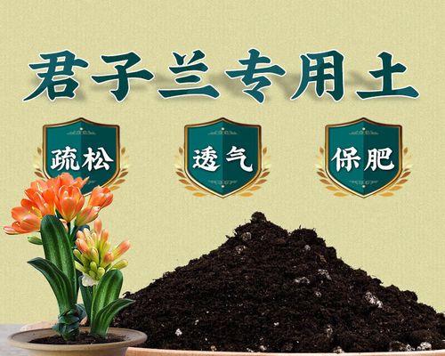 君子兰能否使用普通土壤？施肥方法是什么？