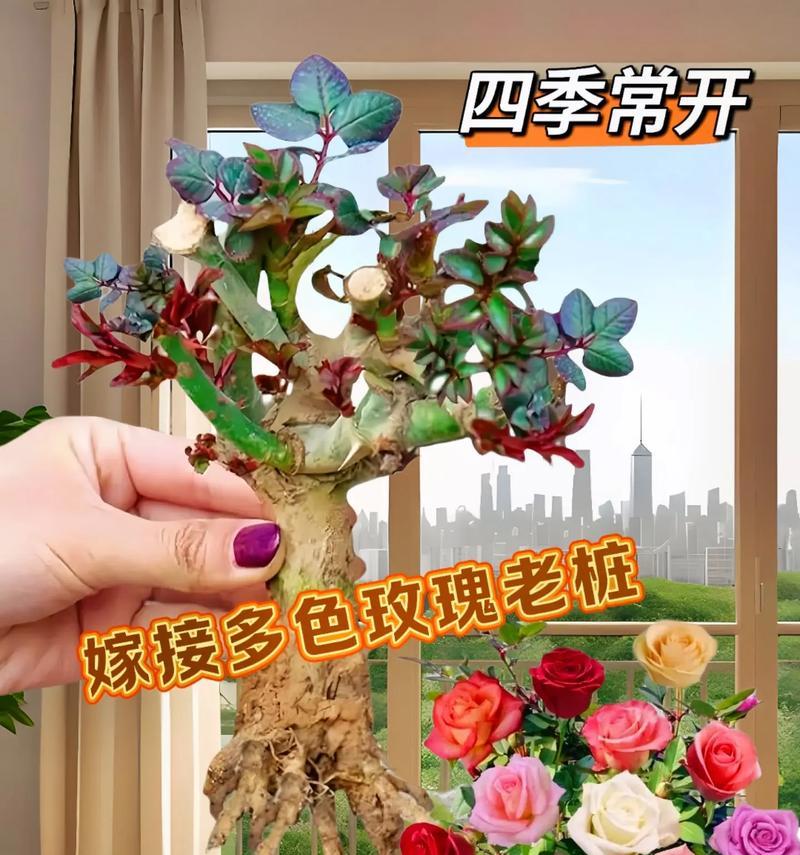 购买的玫瑰花应该如何正确种植？