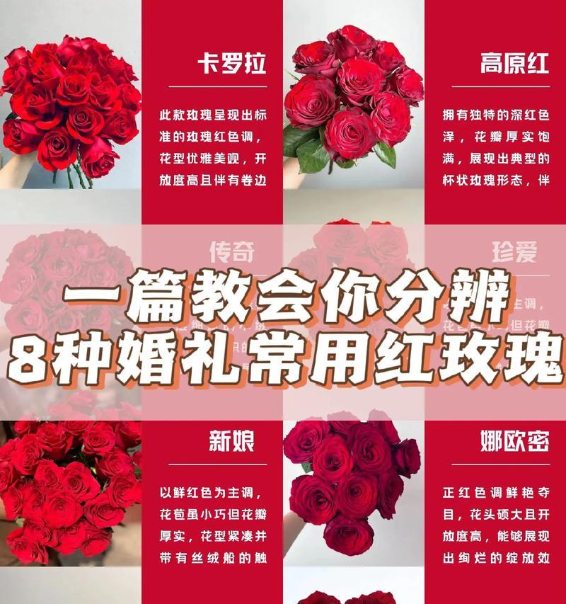购买的玫瑰花应该如何正确种植？