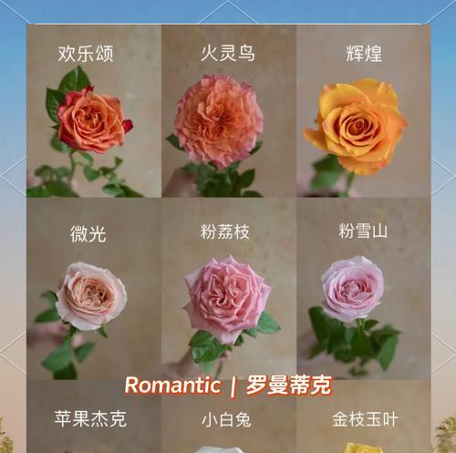 如何正确养护很小束的玫瑰花？