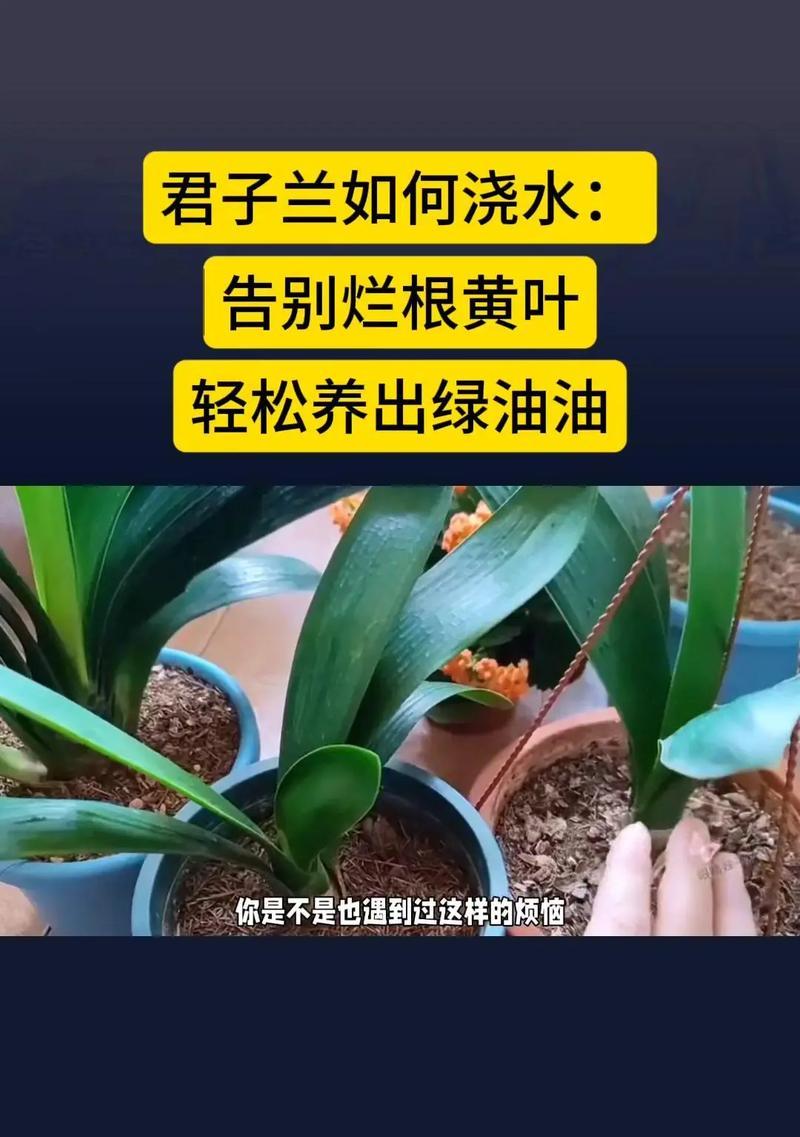 君子兰用碎石养护的正确方法是什么？