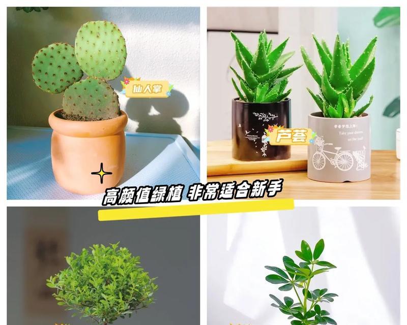 仙人掌小竹子的养护技巧有哪些？