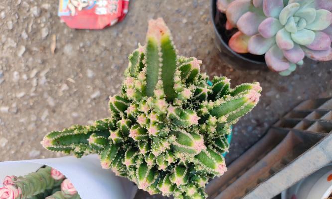 仙人掌花盆配色的美观搭配方法是什么？