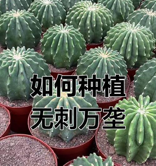 仙人球适合嫁接哪些树种？