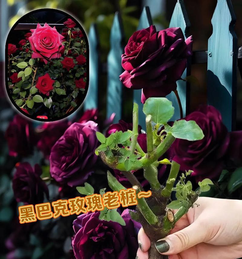 哪种玫瑰花品种最不耐养？