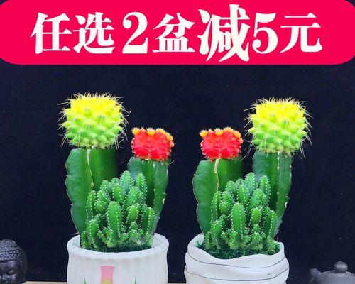 仙人掌盆栽摆放的最佳位置是什么？