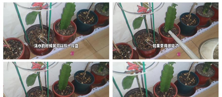 仙人掌插叶如何存活？操作步骤详解？