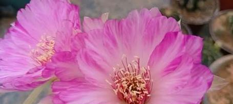 仙人球嫁接桂花用什么砧木最佳？