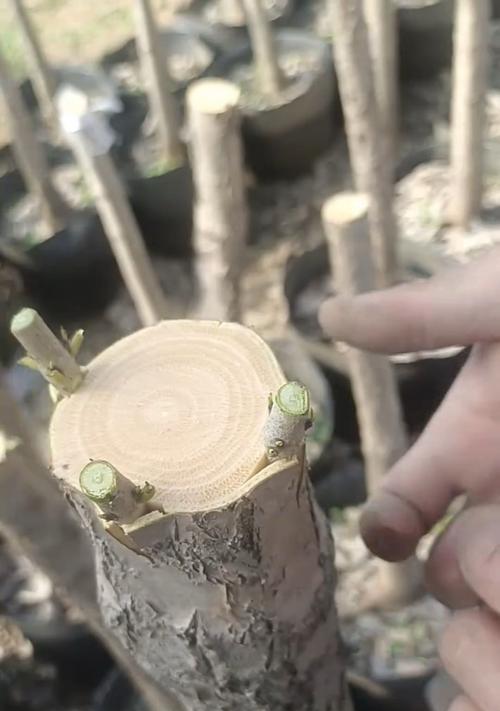 仙人球嫁接桂花用什么砧木最佳？