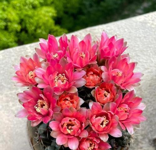 仙人球不开花时浇水有讲究吗？