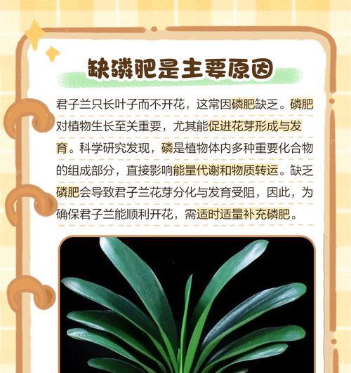 君子兰只长叶不开花怎么办？解决方法是什么？