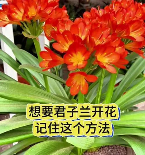 君子兰只长叶不开花怎么办？解决方法是什么？