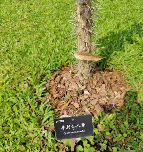 扭刺仙人掌开花后如何护理？