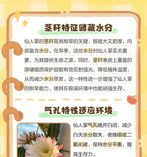 扭刺仙人掌开花后如何护理？