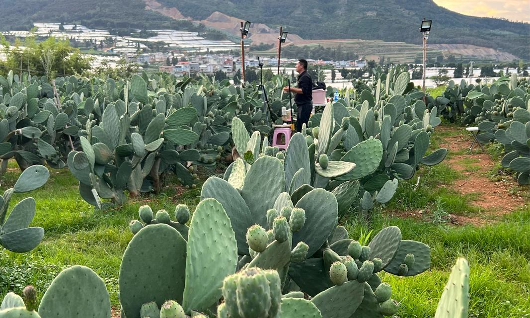 鼠尾仙人掌的正确种植方法是什么？