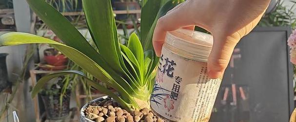 君子兰施肥推荐哪种肥料？