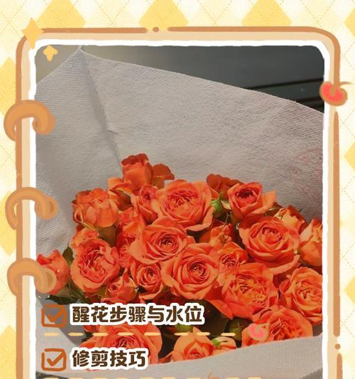 玫瑰花的日常养护方法是什么？
