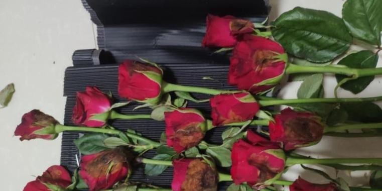 玫瑰花干花瓣脱落的原因是什么？