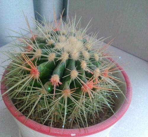 盆栽仙人球的种植与养护技巧是什么？