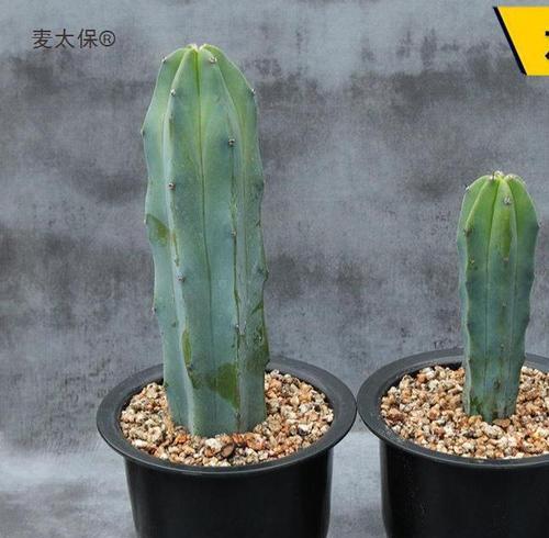 盆栽仙人球的种植与养护技巧是什么？