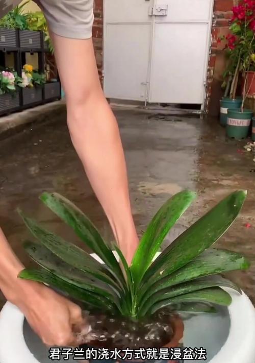 室内君子兰水培多久能开花？如何促进开花？