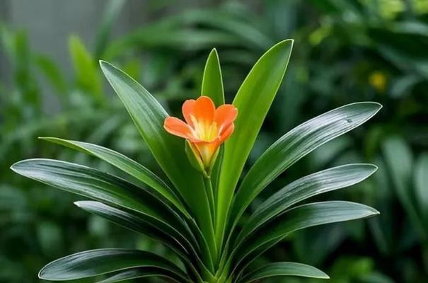 室内君子兰水培多久能开花？如何促进开花？