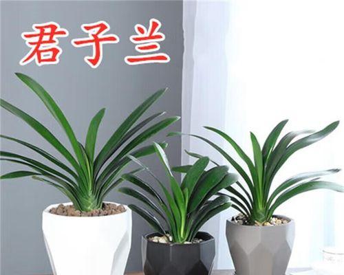 室内君子兰水培多久能开花？如何促进开花？