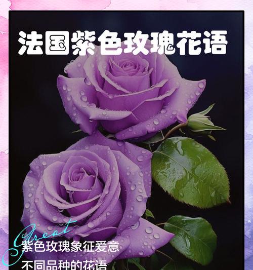 塑料玫瑰花紫色品种是什么？如何辨别？