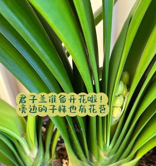 君子兰三株盆景如何养护？需要注意哪些问题？