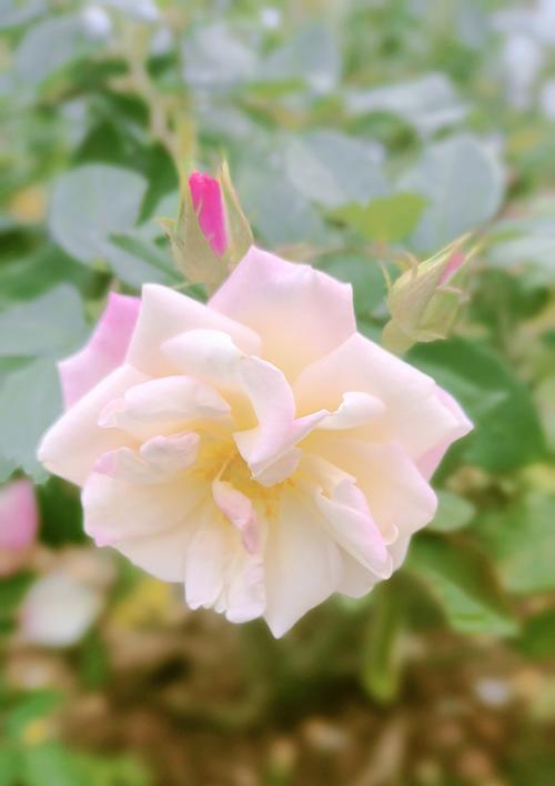 一朵玫瑰花通常有多少花瓣？花瓣数量有何含义？