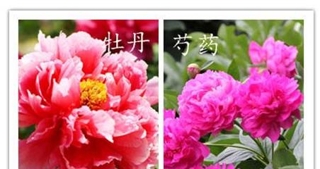 哪种药物能治疗牡丹花枯萎？使用方法是什么？