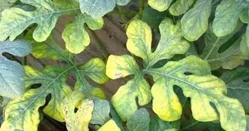 哪种药物能治疗牡丹花枯萎？使用方法是什么？