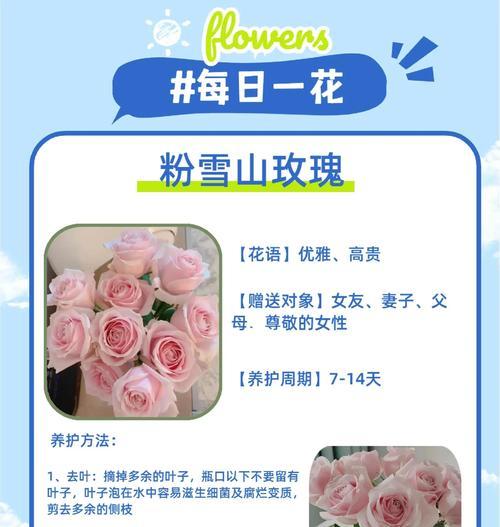 捡到的雪花玫瑰花如何养护？需要注意什么？