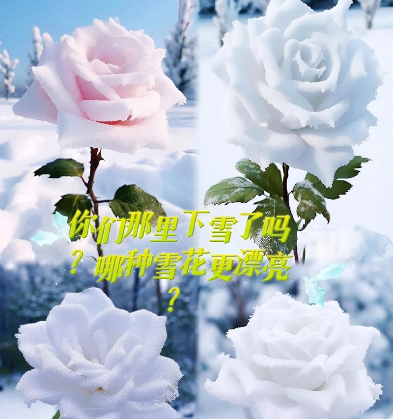 捡到的雪花玫瑰花如何养护？需要注意什么？