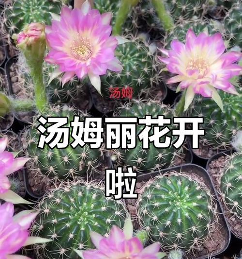 如何拍摄仙人掌开花？怎样才能拍出高级感？